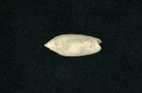 藏品(多彩榧螺)的圖片